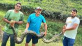 শ্রীমঙ্গলে চা বাগান থেকে ১২ ফুট লম্বা অজগর উদ্ধার