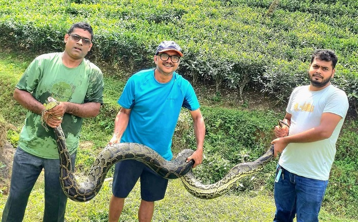 শ্রীমঙ্গলে চা বাগান থেকে ১২ ফুট লম্বা অজগর উদ্ধার